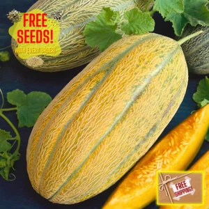 Fresh Delicious Sweet Banana Melon Seeds | Heirloom | Non-GMO | Fruit Seeds - Picture 1 of 13