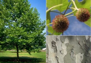 London Plane Tree (Platanus Acerifolia) | 75+ seeds | Bark | Same Day Dispatch - Picture 1 of 4