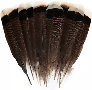 24Pcs Natural Wild Turkey Tails Feathers Quill Bulk 8-10Inch 20-25Cm for DIY Cra - Picture 1 of 7