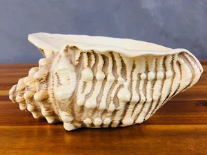 Muschel Keramik aus Italien BASSANO Italia 20x17x9,5cm Bad WC Deko - Bild 1 von 4