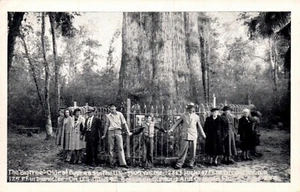 POSTAL ÁRBOLES PERSONAS ALREDEDOR DEL CY[RESS TREE MÁS ANTIGUO EN ESTADOS UNIDOS - Imagen 1 de 2