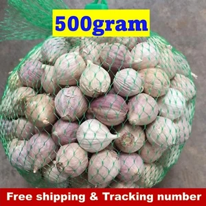Big Elephant Garlic Bulb Single Cooking Food Thai Herbal Plant Herb 500g - Picture 1 of 13