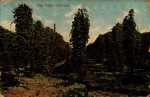 VINTAGE POSTCARD- HOP FIELDS, CALIFORNIA BK27 - Picture 1 of 1