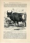 LOT OF 8 PRINTS COWS BULL BUFFALO OX GAYAL Antique Engraving Print A.Brehm 1883