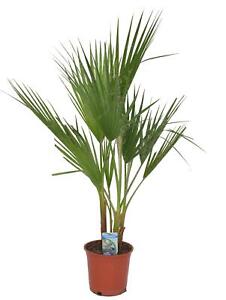 Washingtonia robusta 2-3 Stämme 80-100 cm Petticoat-Palme Zimmerpflanze 