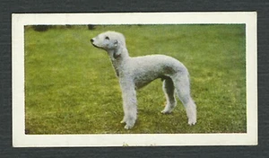 BEDLINGTON TERRIER 1961 HORNIMANS TEA COLLECTABLE DOG TRADE CARD #17 - Picture 1 of 2