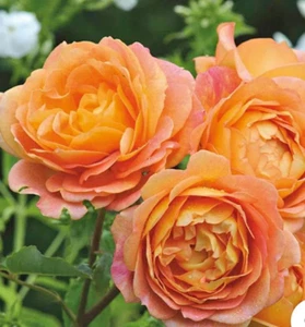 Lady of Shalott rose, live tree plant - Picture 1 of 4