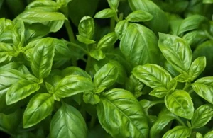 Sweet Basil SEEDS Organic NON-GMO Common Easy Grow Herb TX USA FREE SHIPPING - Picture 1 of 2