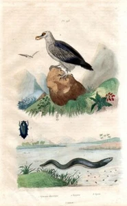 1834 GUERIN HC ENGRAVING #198 electric eel, bearded vulture, whirligig beetle - Picture 1 of 2