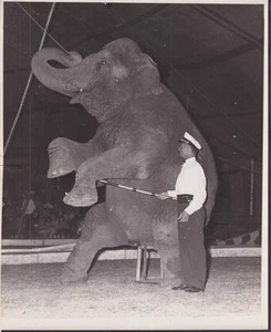 Entrenador de elefante Matt Laurish y elefante sentado foto c 1950s - Imagen 1 de 1