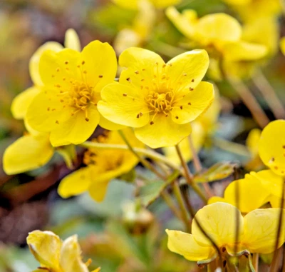 OFFERTA! 4 PIANTE WALDSTEINIA TERNATA _ FRAGOLA STERILE NETTARIFERA PER FARFALLE - Immagine 1 di 2