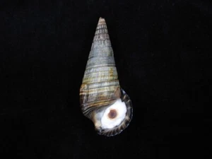 Sea Shell Terebralia palustris 109 mm ID#8324 - Imagen 1 de 3