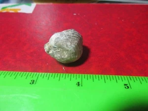 Brachiopod Fossil - Picture 1 of 3