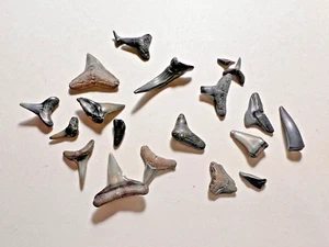 Haizähne Fossilien Lot 1 - Bild 1 von 4