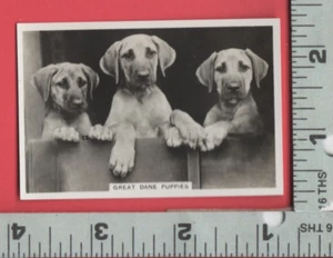 E549 Senior Service Cigarette insrt card smooth Great Dane dog puppy photo image - Picture 1 of 2