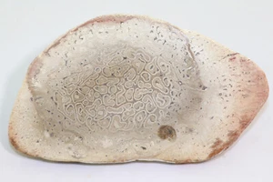 Baumfarn, Tietea singularis, Perm, Sakmarien, Bielandia Tocantins,Brasilien-L197 - Picture 1 of 6