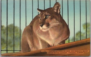 c1940s SARASOTA Florida Linen Postcard RINGLING BROS CIRCUS "Panther" / Linen - Picture 1 of 2