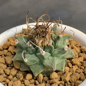 3.5CM Succulent Cactus Plant Turbinicarpus Alonsoi Cactaceae Home Garden Plant - Picture 1 of 12