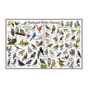 Póster de la naturaleza de identificación de aves de Kansas de patio trasero/regalo de observación de aves - Imagen 1 de 6