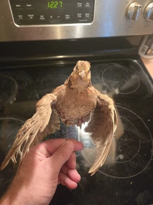 БОБ БЕЛЫЙ ПЕРЕПЕЛ ТАКСИДЕРМИЯ - Изображение 1 из 4