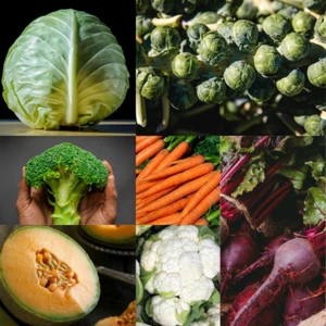 350+ Erbstück Gemüsesamen 7 Sorten Garten Pack #1 Grow Your Grocerie gentechnikfrei - Bild 1 von 12