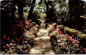 Bellingrath Gardens Camillas Azaleas Mobile Alabama Postcard  - Picture 1 of 2