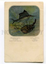 257463 FISHING Indian Sword-fish ANGLERFISH Vintage postcard