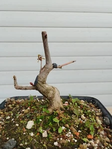 Bonsai Punica Granatum NANA - Bild 1 von 2
