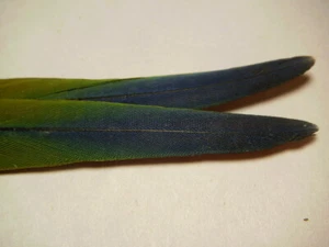 2 SUN CONURE TAIL TIP PARROT FEATHERS 6 1/2 '' BIRD NATURALLY MOLTED GREEN BLUE - Picture 1 of 12