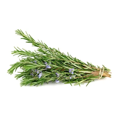 400 Rosemary Herb Seeds Planting Indoor/Outdoor Home Gardening - Image 1 of 2