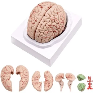 Mensch Gehirn Anatomie Modell PVC Leben Größe Wissenschaft Klassenzimmer Display - Bild 1 von 24