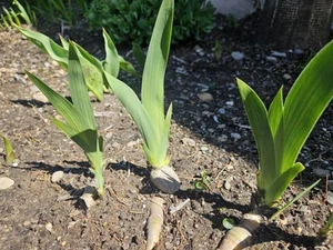 3 Iris Rhizomes Bare Root Rhisomes Purple Pink Yellow - Picture 1 of 2