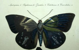 Illustration Stencil Print Of Hübner Butterfly 1806, Lepidoptera Insect - Picture 1 of 3