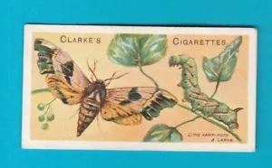 MARIPOSAS Y POLILLAS - TARJETA NO. 26 - Mundial. CLARKE & SON - 1912 - Imagen 1 de 2