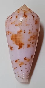 Sea shell Conus kinoshitai 62.4mm, F++, nice pattern, superb form - Picture 1 of 6