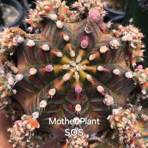 Gymnocalycium Variegated Clone SOS Orange Green Yellow Tone Big Rare Cactus - Picture 1 of 8