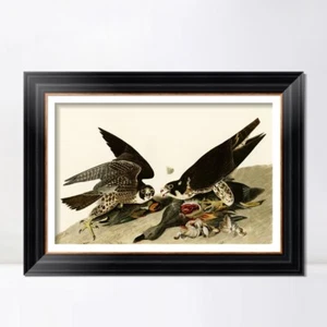 Lienzo enmarcado impresión de giclee gran halcón con patas por John James Audubon decoración del hogar - Imagen 1 de 13
