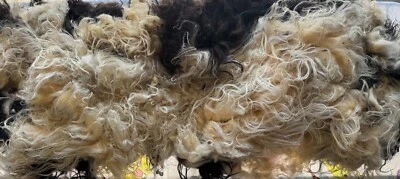 Icelandic Raw Wool Fleece Black & White 2lbs 2 oz - Image 1 of 4