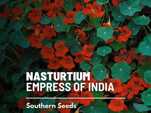 Nasturtium, Empress of India - Heirloom Seeds (Tropaeolum nanum) - Picture 1 of 11