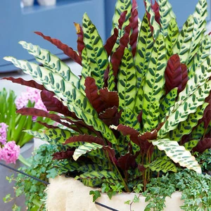 Rattlesnake Plant for Home or Office 40-50cm Potted Indoor Houseplant - Picture 1 of 5