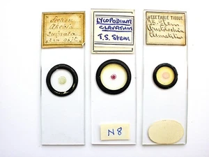 3 Antique Microscope Slides. T/S of Clemetis, Lycopodium, Akebia Quinata - Picture 1 of 4