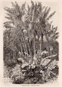 GROUPE DE RAVENAIS FLORE MADAGASCAR IMAGE 1864 OLD PRINT - Picture 1 of 1
