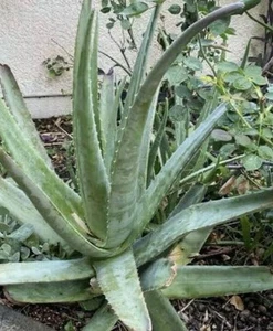 Organic Aloe Vera Plant : Master Size : 10 Years Old : $84.99 Free Postage - Bild 1 von 3
