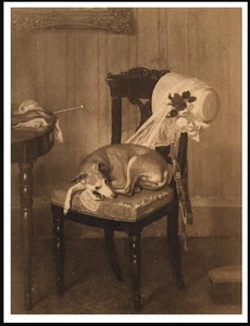 ITALIAN GREYHOUND ASLEEP ON A CHAIR VINTAGE STYLE DOG ART PRINT POSTER - Picture 1 of 1