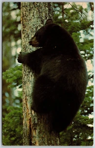 Postcard Wyoming Yellowstone National Park WY American Black Bear in Tree - Picture 1 of 2