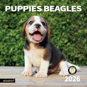 Calendario de pared 2026 Beagle Puppies noviembre 2025-diciembre 2026, 12" x 24" - Imagen 1 de 12