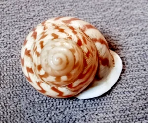 Papuina almiralitatis 25,6 mm F+++6 "Fantástico patrón de cebra Landsnail - Imagen 1 de 8