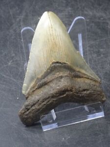 Dent de Mégalodon fossile  10cm