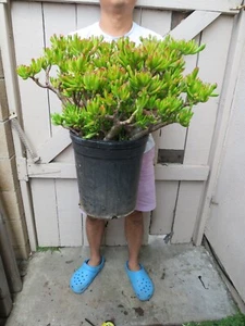 Gollum Jade Crassula ovata Jade Spoon Jade Succulent - Picture 1 of 7