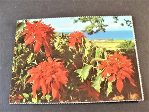 The Poinsettia or Christmas Bush- Jamaica-Unposted Postcard. - Picture 1 of 2